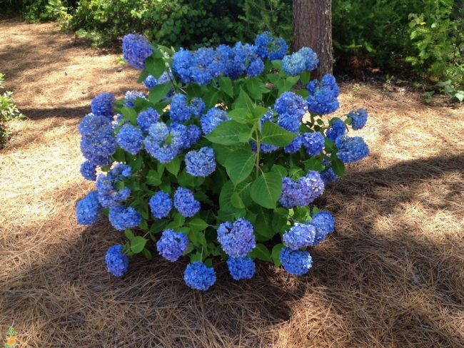 Гортензия садовая посадка и уход в открытом грунте голубая