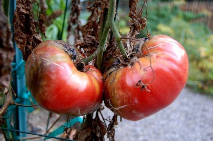 Фитофтороз томатов фото описание и лечение