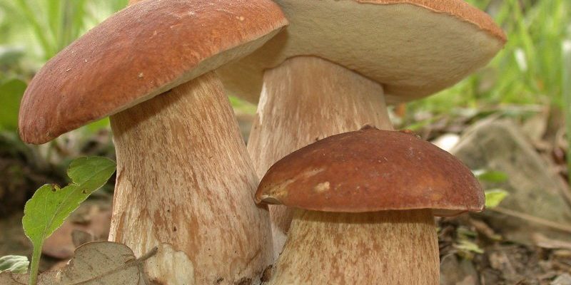 Как сеять грибы на даче?