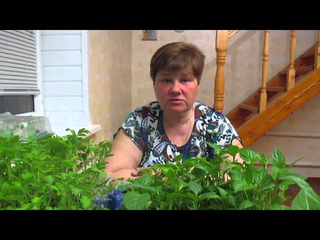 Юлия Миняева выращивание перца