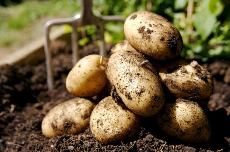 Как избавиться от фитофторы на картофеле