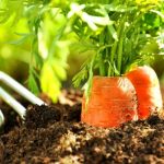Как посадить морковь чтобы не прореживать? Видео