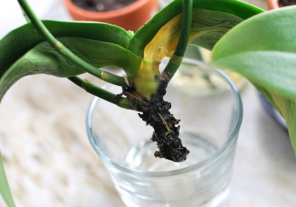 Как оживить засохшую орхидею