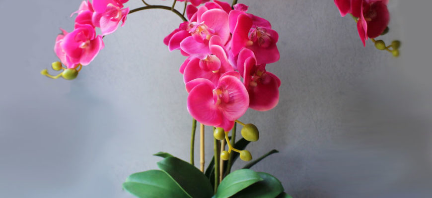Как оживить засохшую орхидею