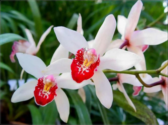 Как подкормить орхидею в дКак подкормить орхидею в домашних условиях? омашних условиях?