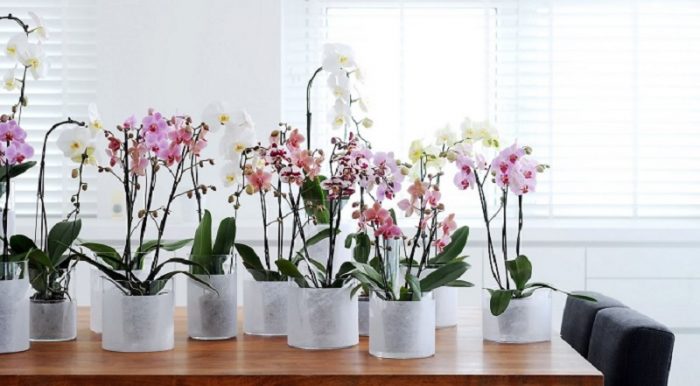 Как подкормить орхидею в домашних условиях?