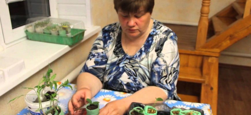 Посадка семян в улитку с туалетной бумагой видео Юлия Минаева
