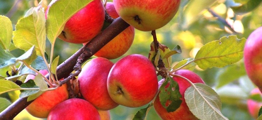 Чем удобрить яблони весной