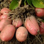 удобрять почву для картофеля