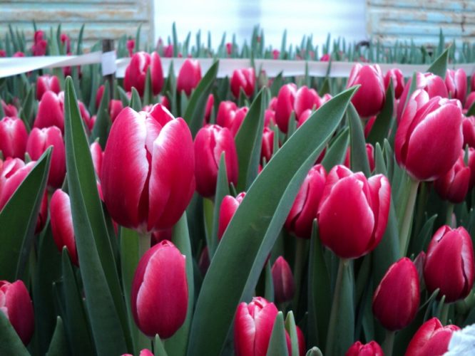 Выращивание тюльпанов в теплице к 8 марта