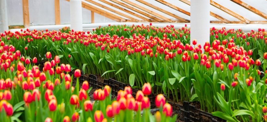 Выращивание тюльпанов в теплице к 8 марта