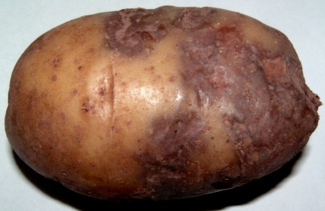 Чем обработать картофель перед посадкой от фитофторы