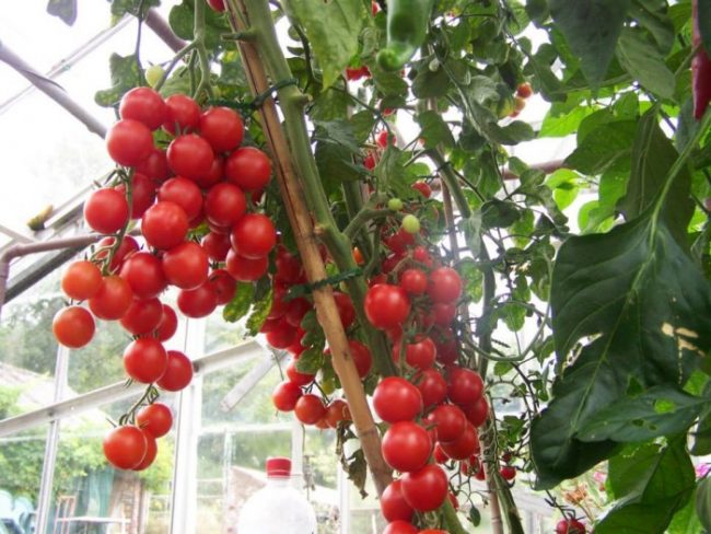 Как посадить помидоры в теплице чтобы был большой урожай