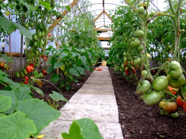 Как посадить помидоры в теплице чтобы был большой урожай