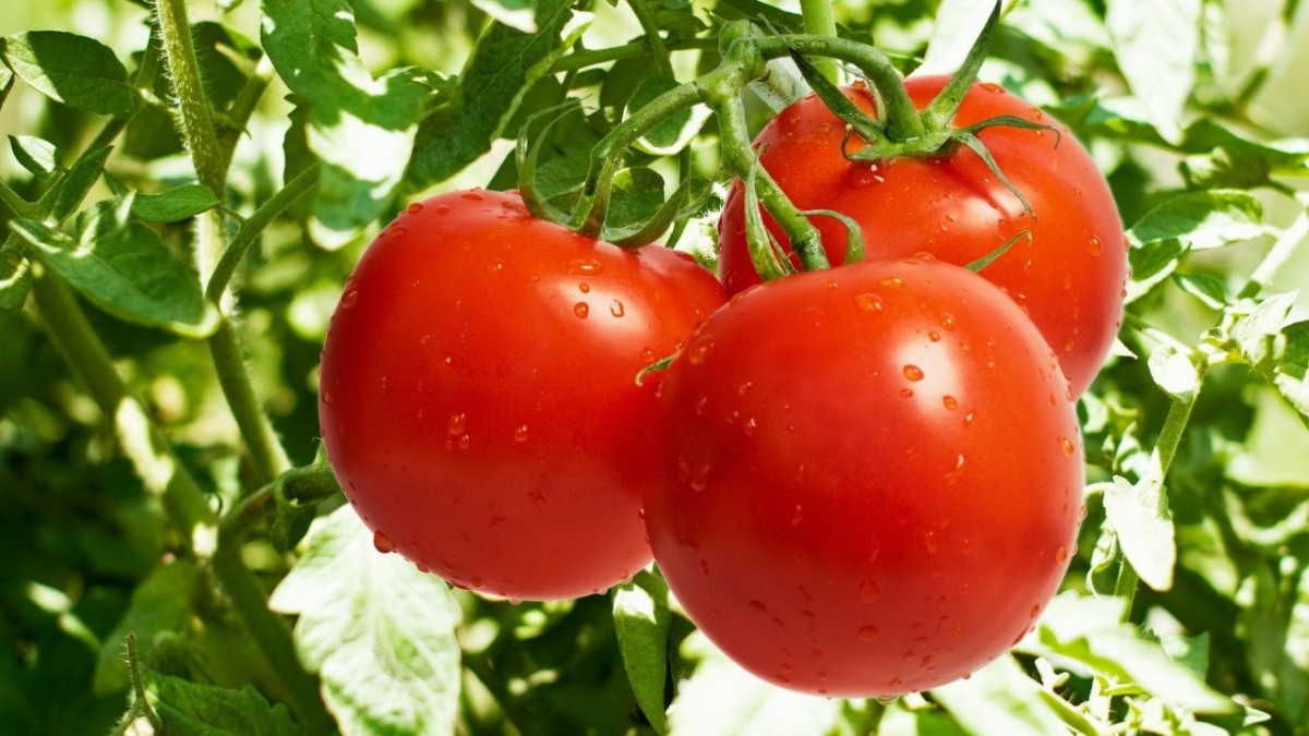 Как посадить помидоры в теплице чтобы был большой урожай 