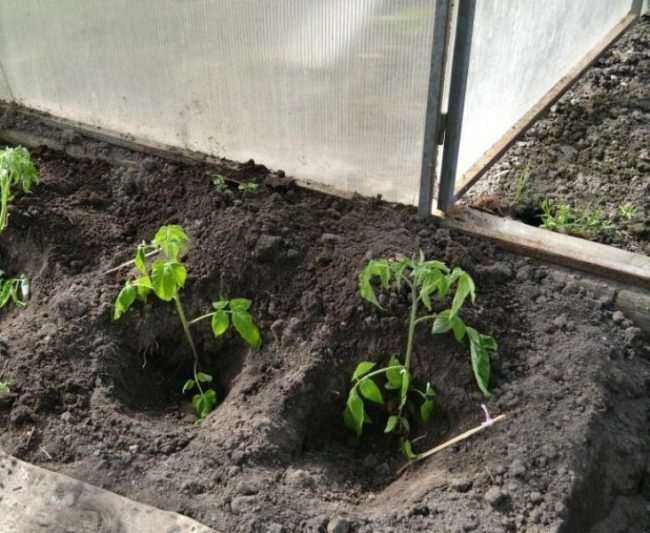 Как посадить помидоры в теплицу правильно