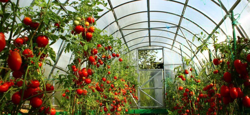 Как посадить помидоры в теплицу правильно