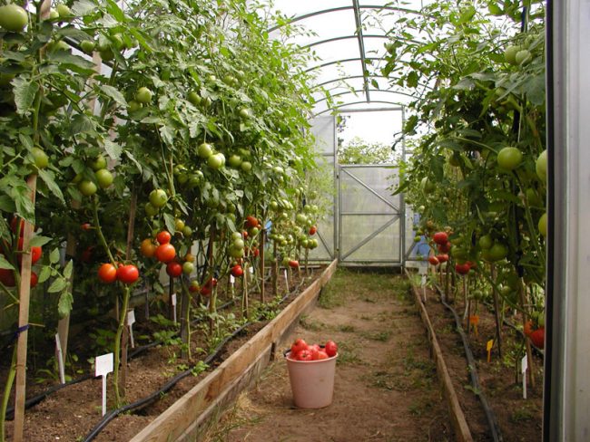 Как вырастить томаты в теплице из поликарбоната