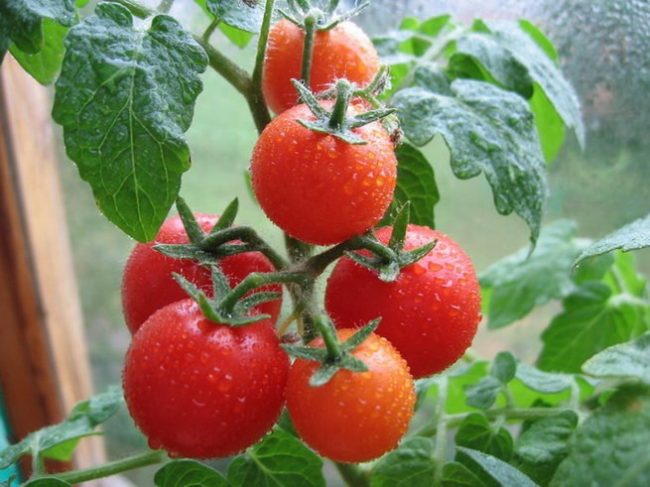 Как вырастить томаты в теплице из поликарбонатаКак вырастить томаты в теплице из поликарбоната