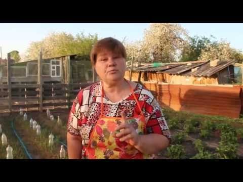 Юлия Миняева: выращивание арбузов