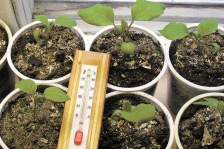 Выращивание баклажанов из семян в домашних условиях