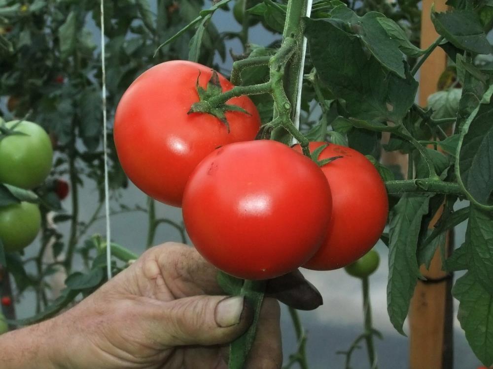 Подкормка дрожжами помидоры и огурцы