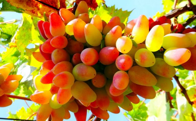 Как подкормить виноград весной