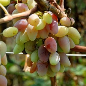Как подкормить виноград весной?