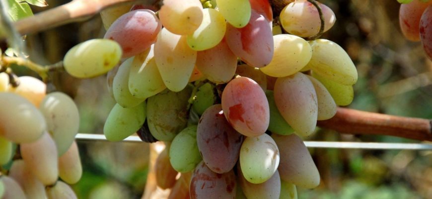 Как подкормить виноград весной