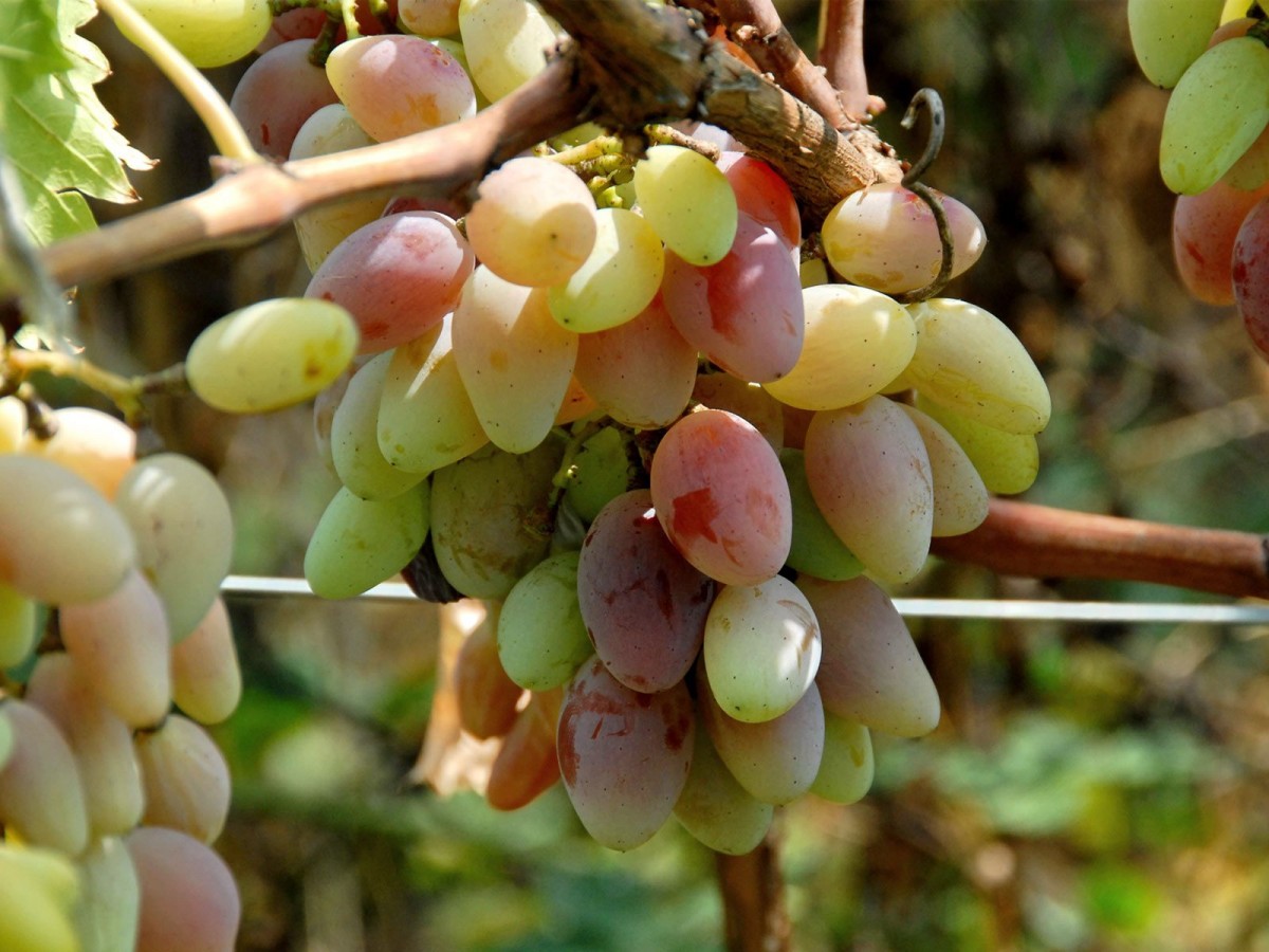 Как подкормить виноград весной 