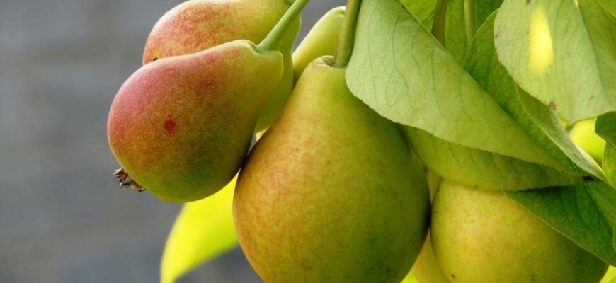 Как привить грушу на яблоню весной