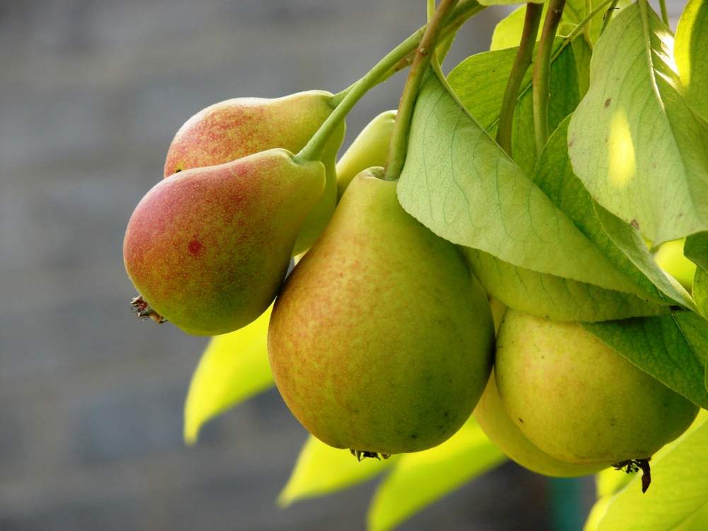 Как привить грушу на яблоню весной