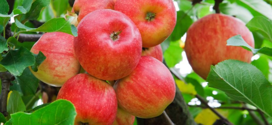 Как удобрять яблоню весной