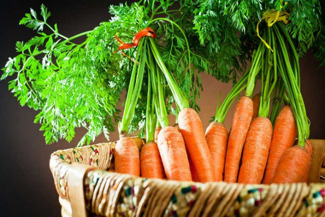Как вырастить большую морковь в открытом грунте