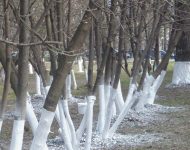 Как белить деревья известью весной?