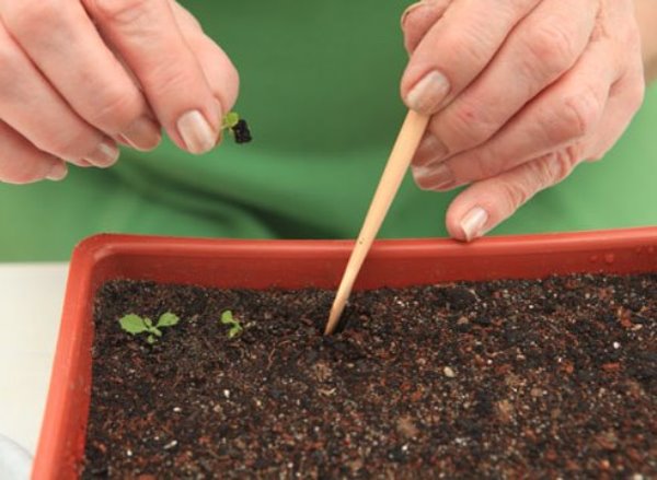 Как вырастить семена примулы в домашних условиях