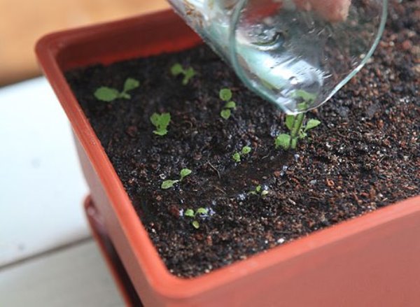Как вырастить примулу из семян в домашних условиях
