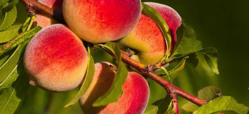 Как привить персик на абрикос