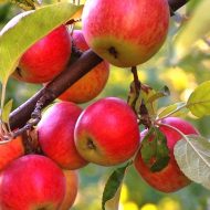 Чем подкормить яблони и груши весной?