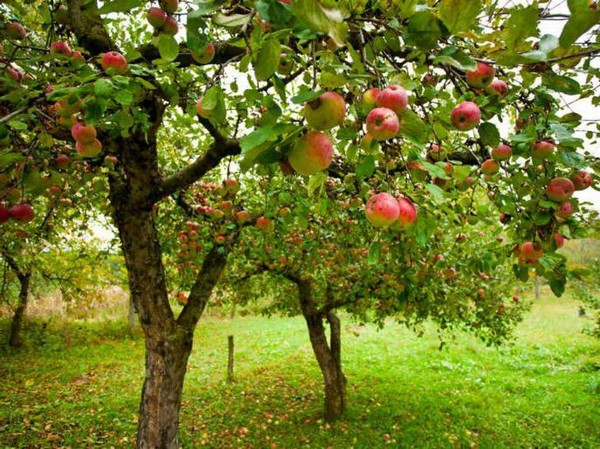 Чем подкормить яблони и груши весной