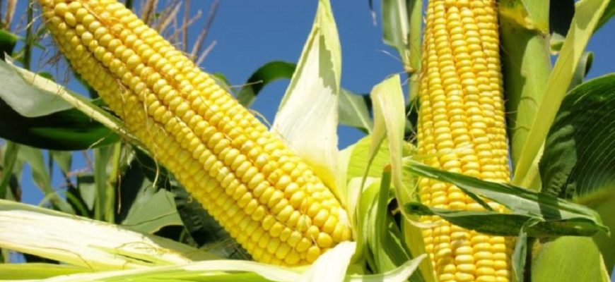 Кукуруза: посадка и уход в открытом грунте