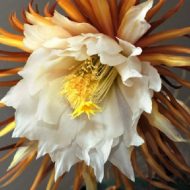 Цветок Кадупул: самый дорогой цветок в мире!