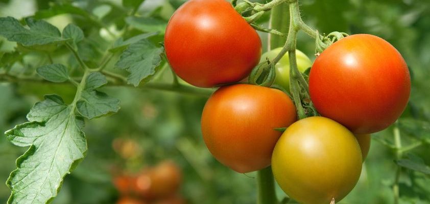 Удобрение для рассады помидор