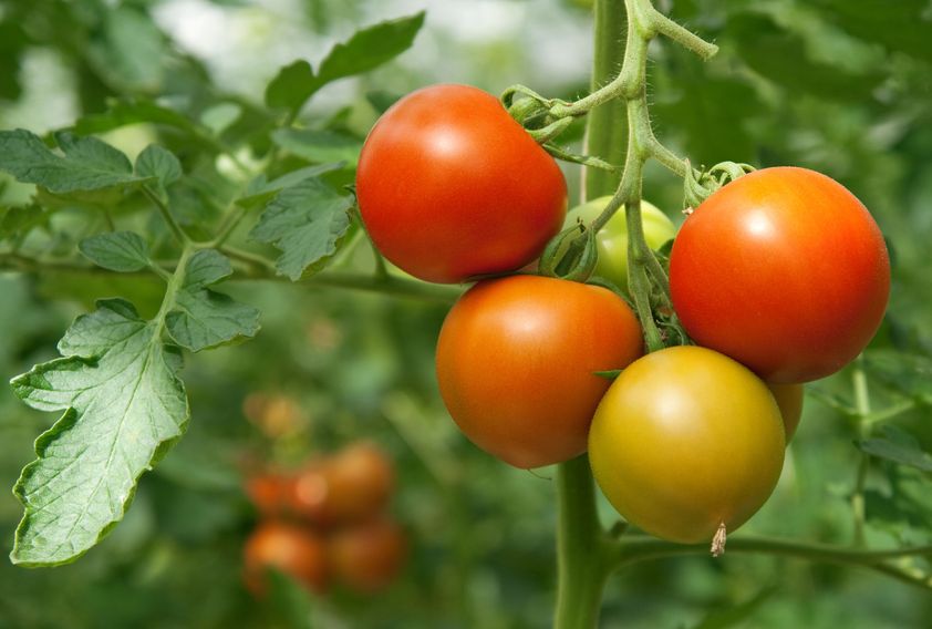 Удобрение для рассады помидор