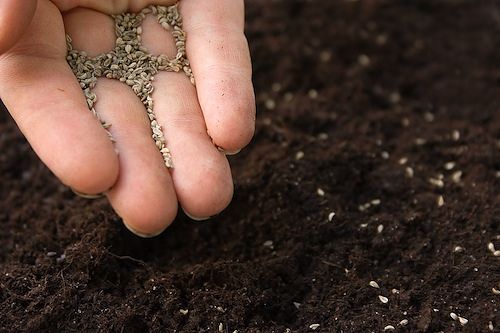 Гвоздика Шабо: выращивание из семян