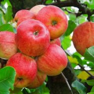 Как посадить саженец яблони весной?
