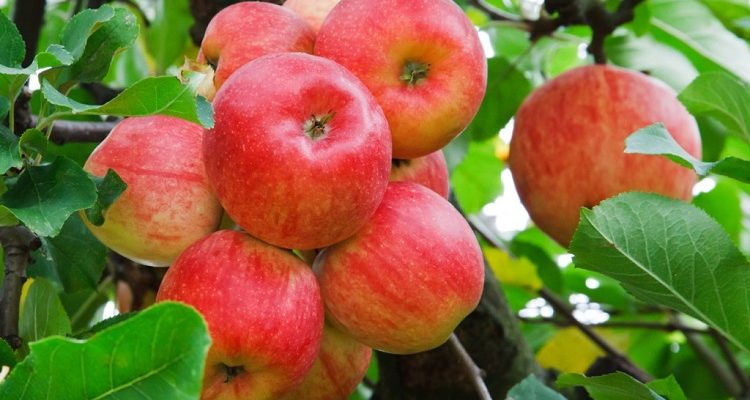 Как посадить саженец яблони весной