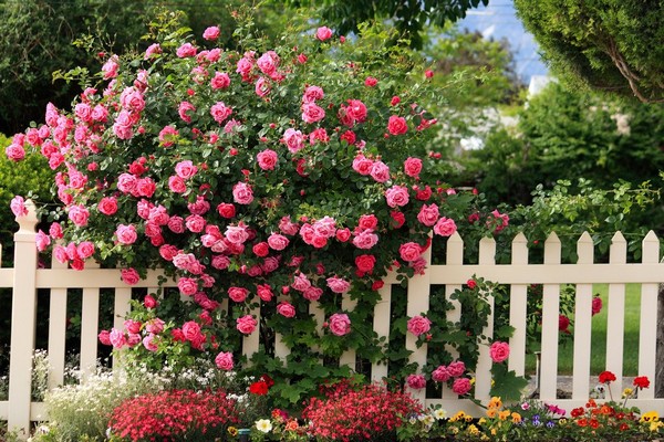 Как правильно посадить плетистую розу весной