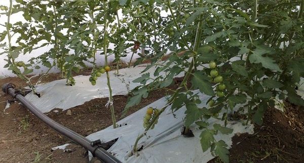 Мульчирование помидоров в теплице опилками и древесной корой
