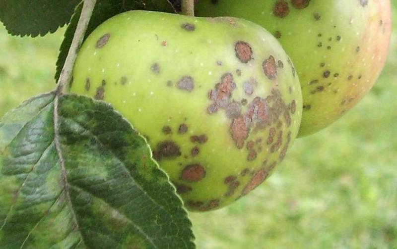 Парша на яблоне – является довольно распространенным и вредоносным заболеванием. Деревья погибают от него редко, но зато страдает их урожайность.
